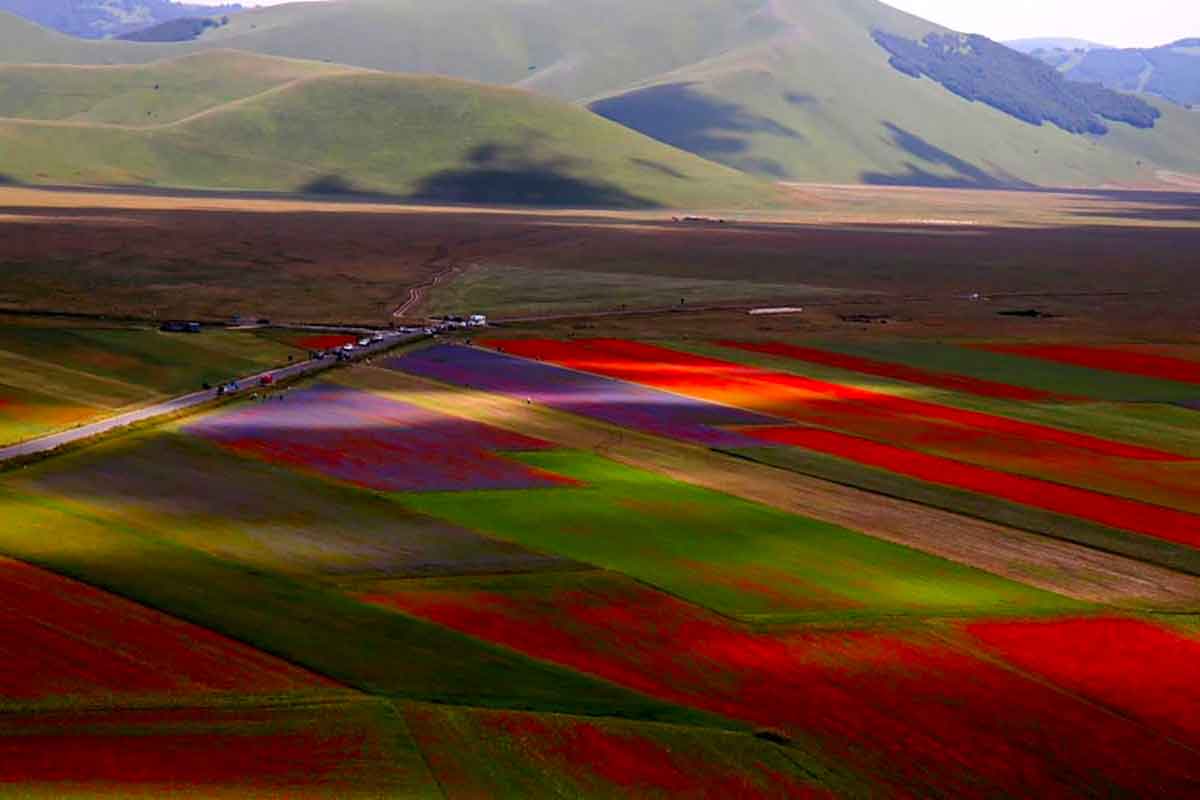 castelluccio fioritura