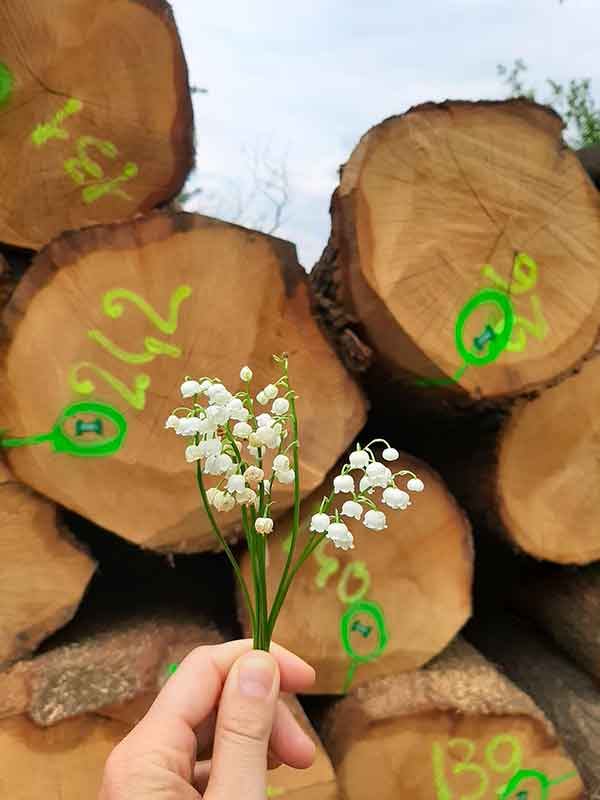tronchi legno e fiori