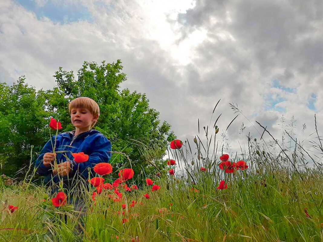 bambino campo di nocciole e papaveri