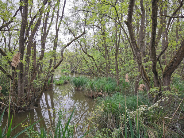 foresta allagata