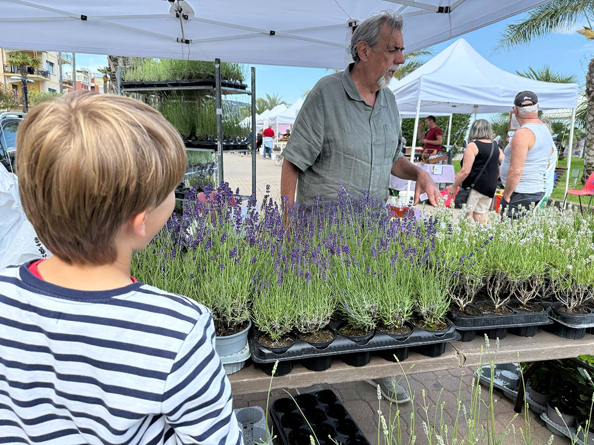 festa lavanda