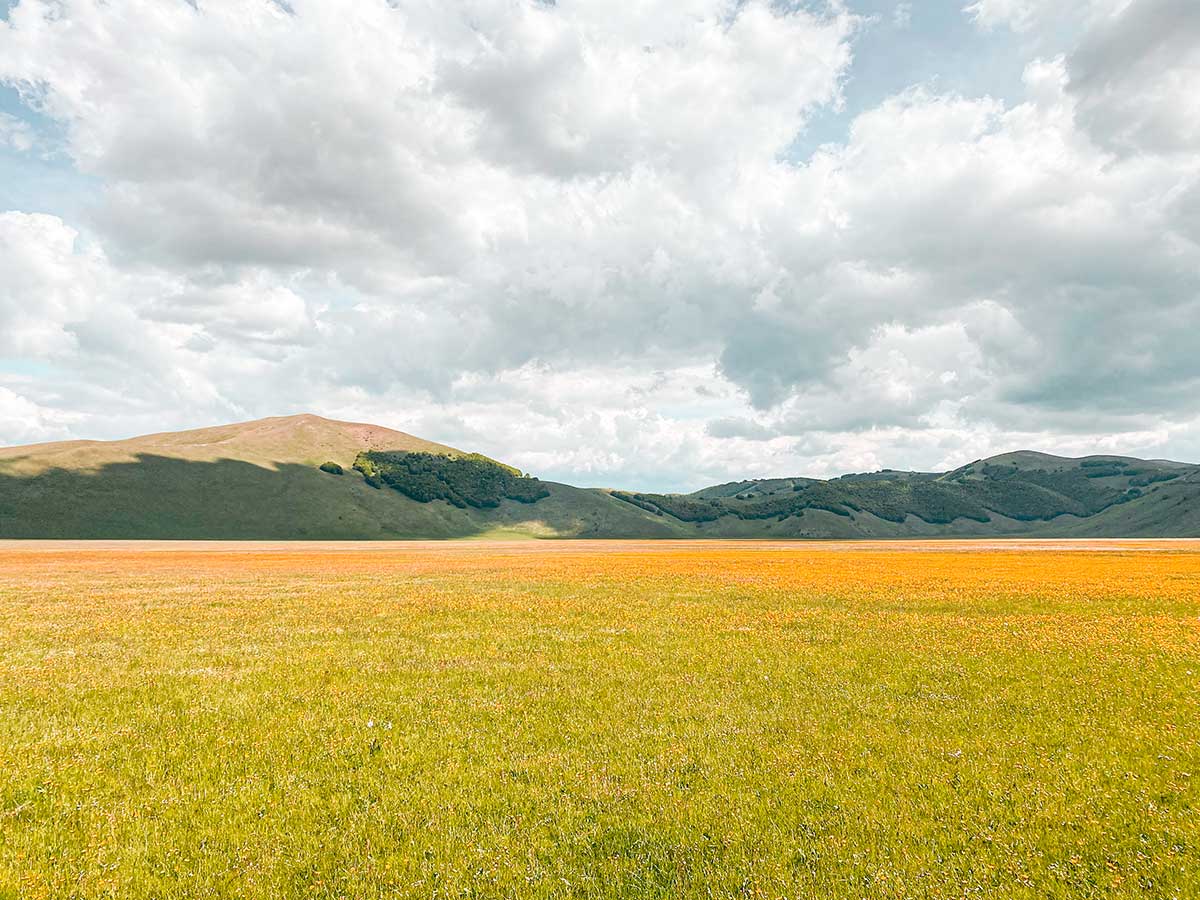 fioritura castelluccio