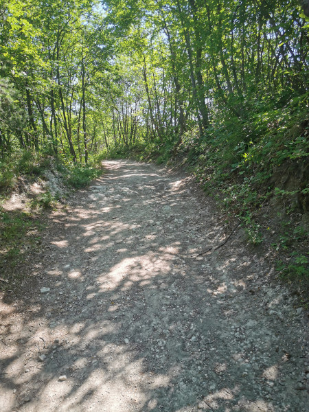 sentiero nel bosco