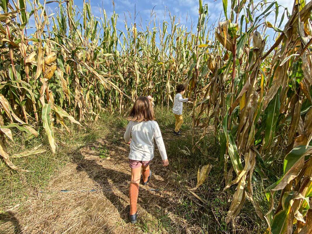 bambini in labirinto di mais