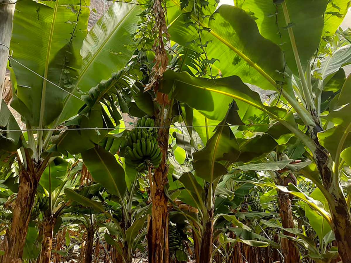 piantagione banane 
