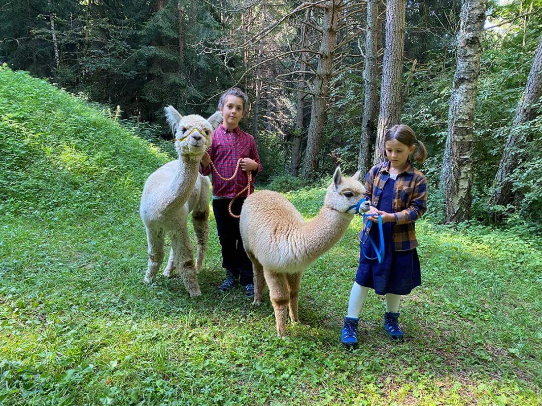 bambini con alpaca