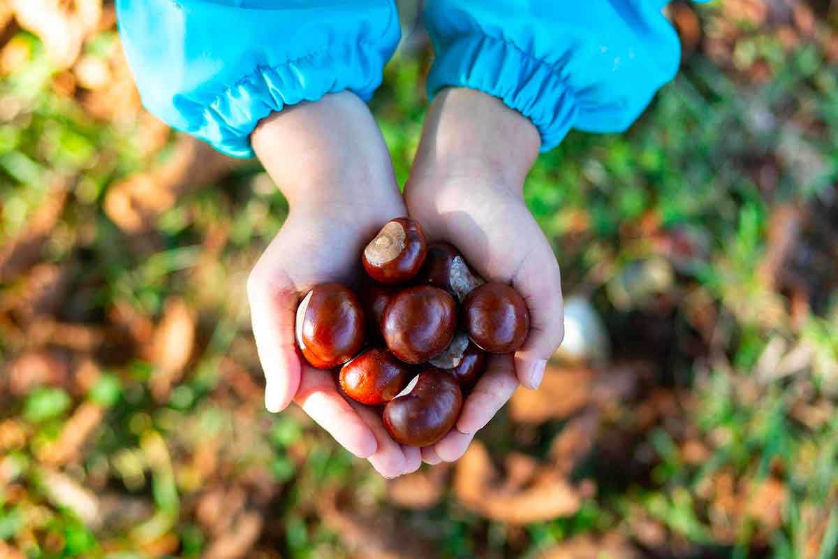 castagne tenute nelle mani