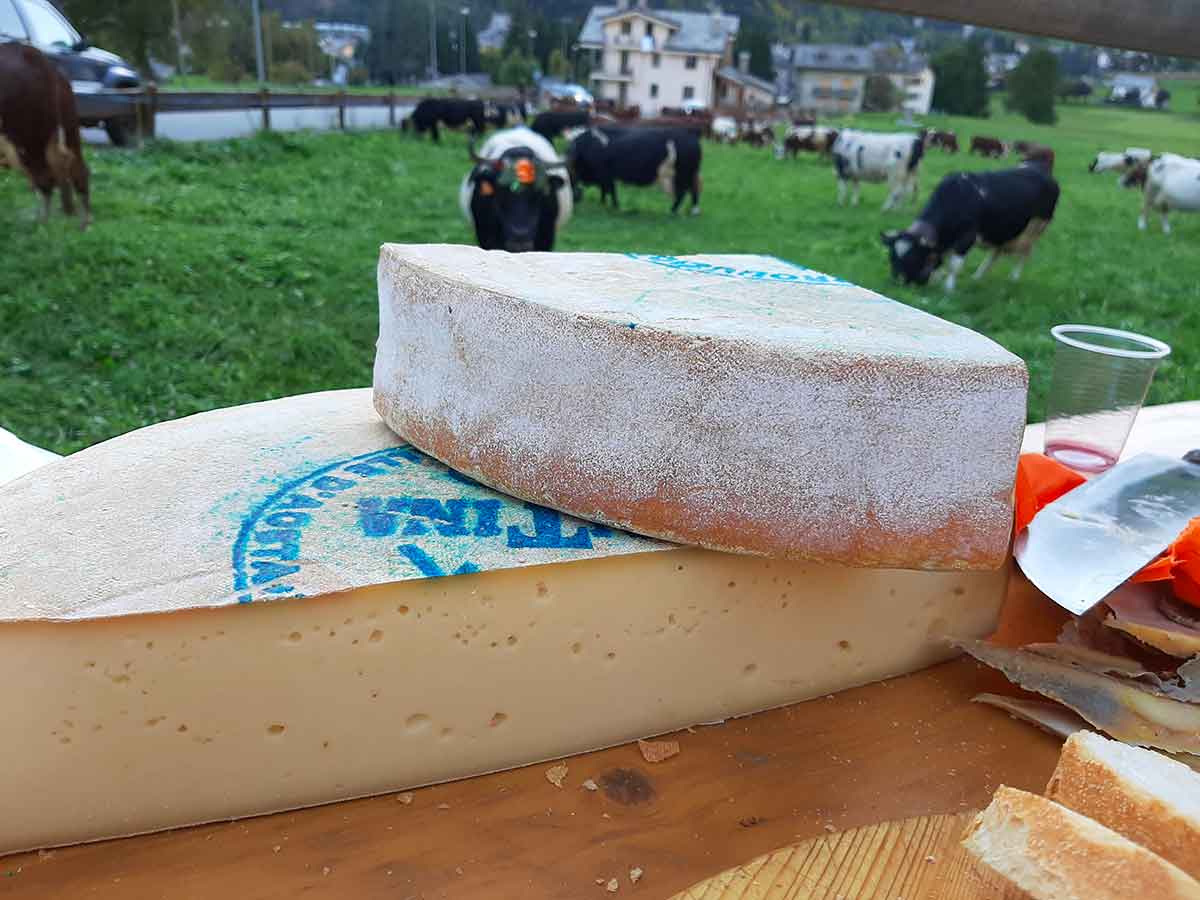 fontina