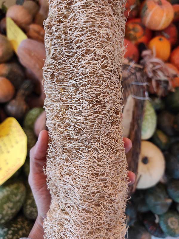 luffa cilindrica spugna piemonte tutto zucche