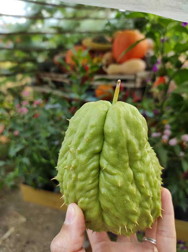 zucca spinosa secolare tutto zucche andezeno