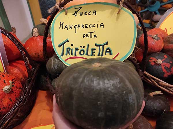 zucca trifoletta piemonte tutto zucche