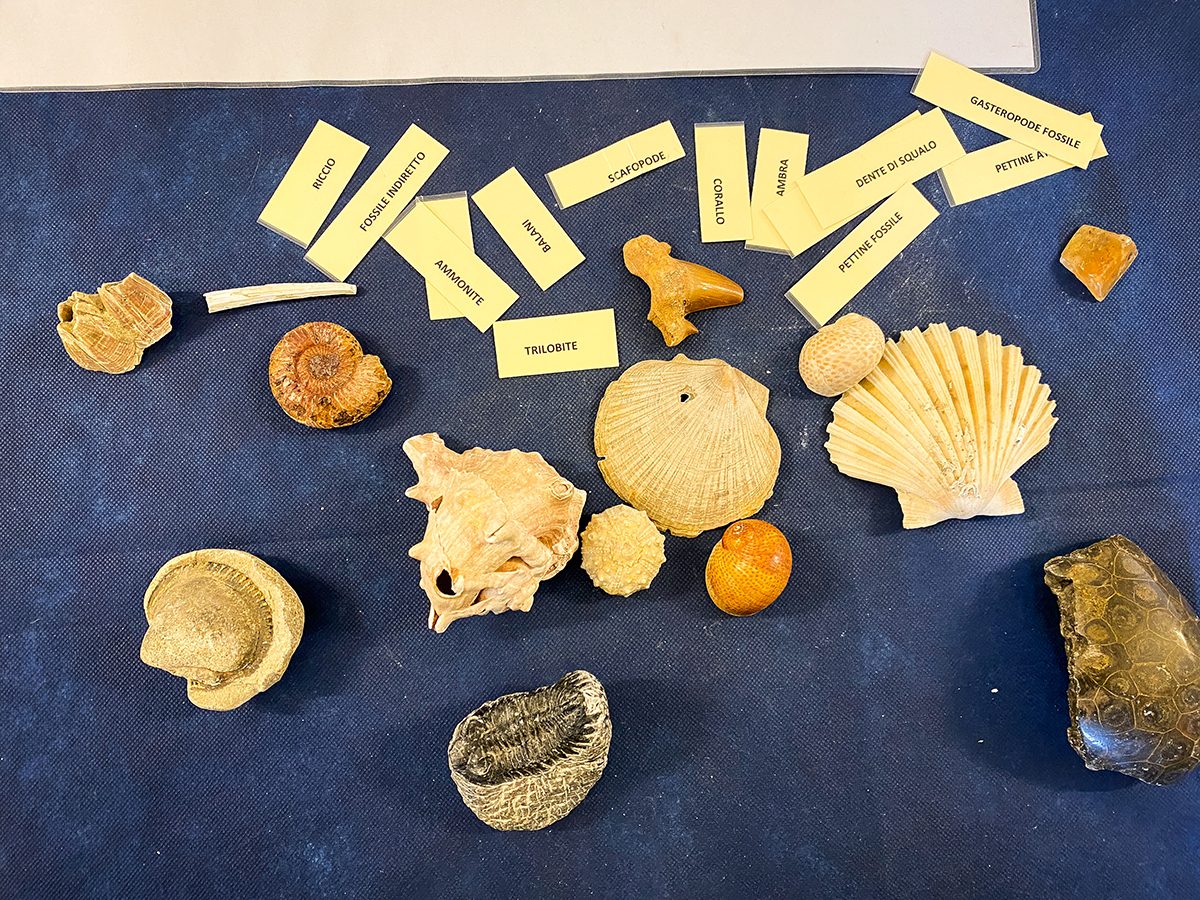 conchiglie e fossili con targhette per identificarli durante il laboratorio