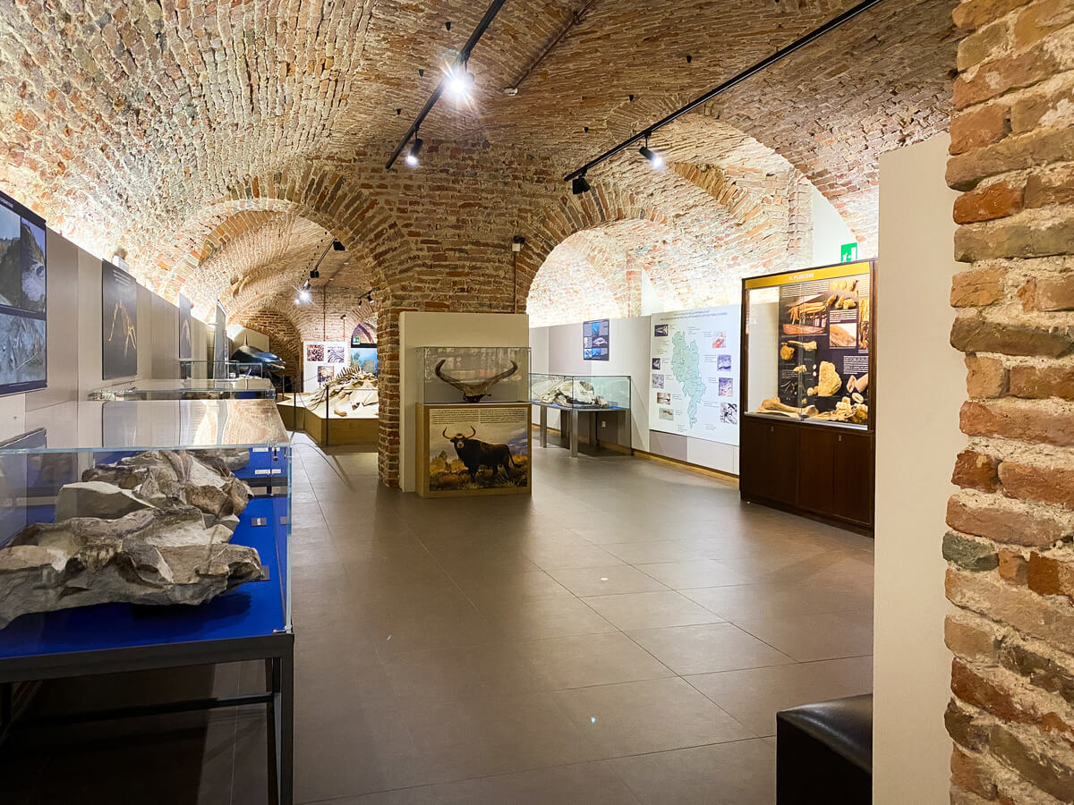 vista della sala del museo dei fossili