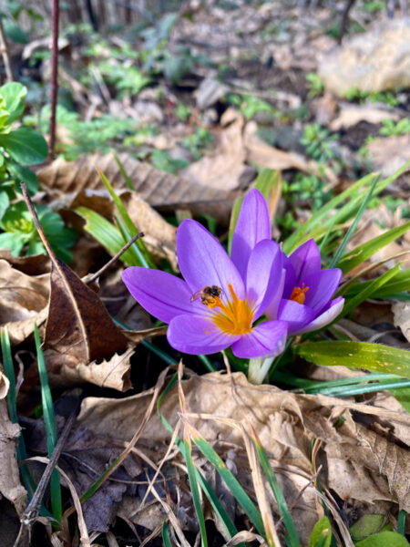 Crocus Albiflorus