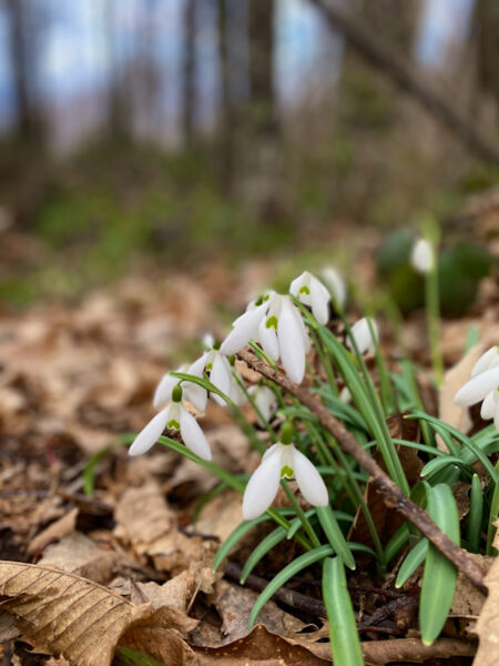 Galanthus nivalis bucaneve