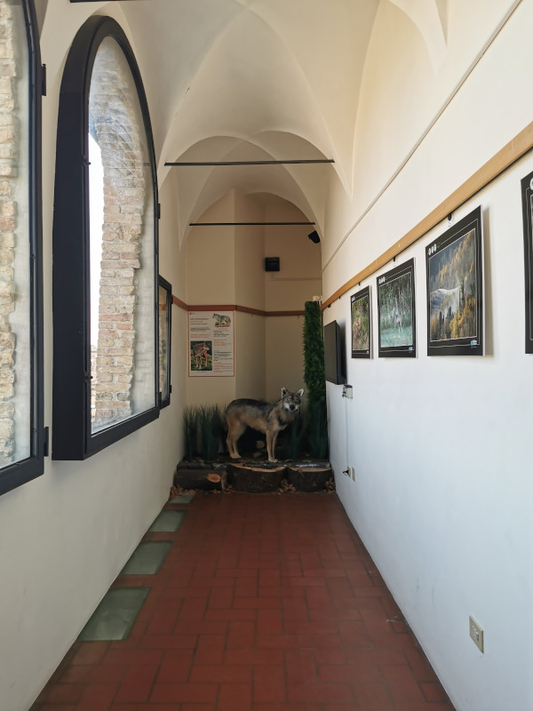 corridoio del lupo nella loggetta veneziana