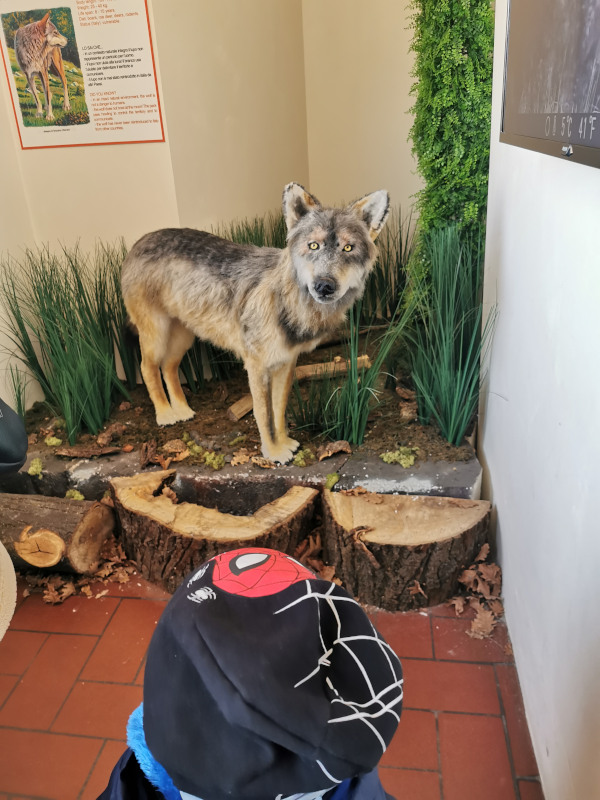bimbo davanti alla riproduzione di un lupo