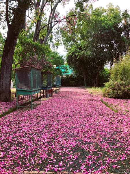 tappeto di fiori