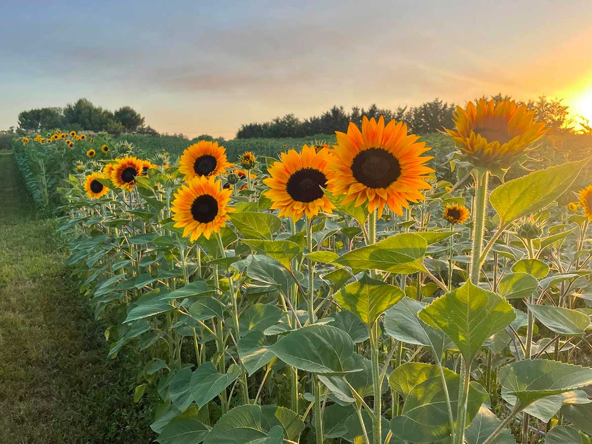 girasoli 