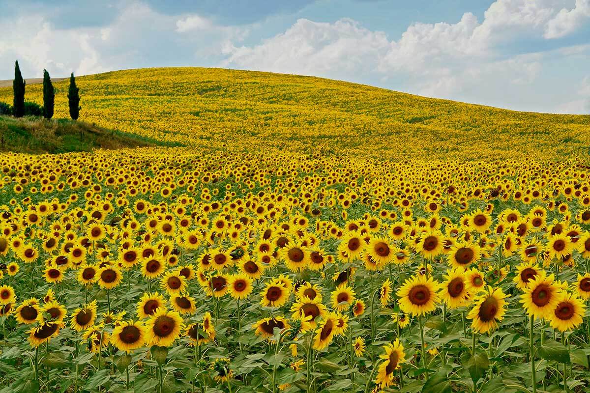 campo di girasoli