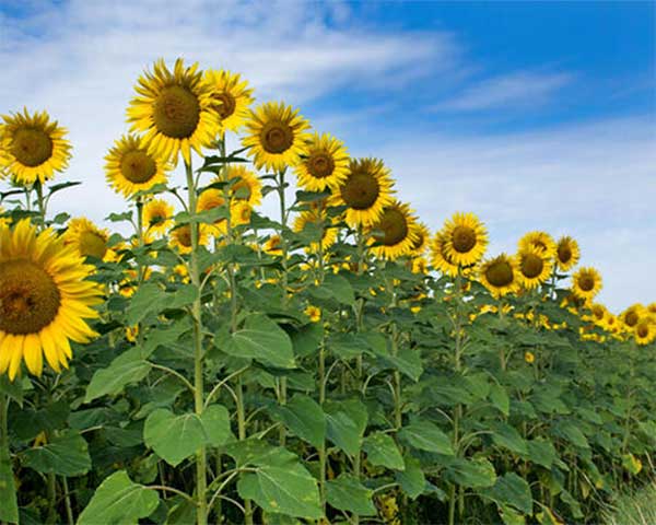 girasoli