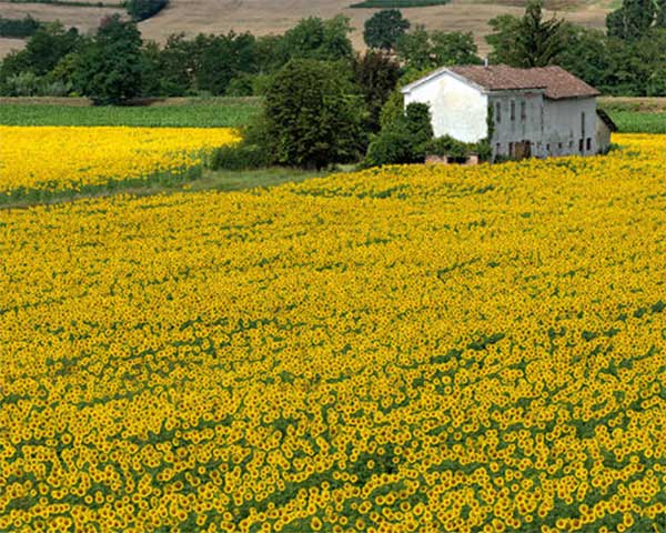 girasoli