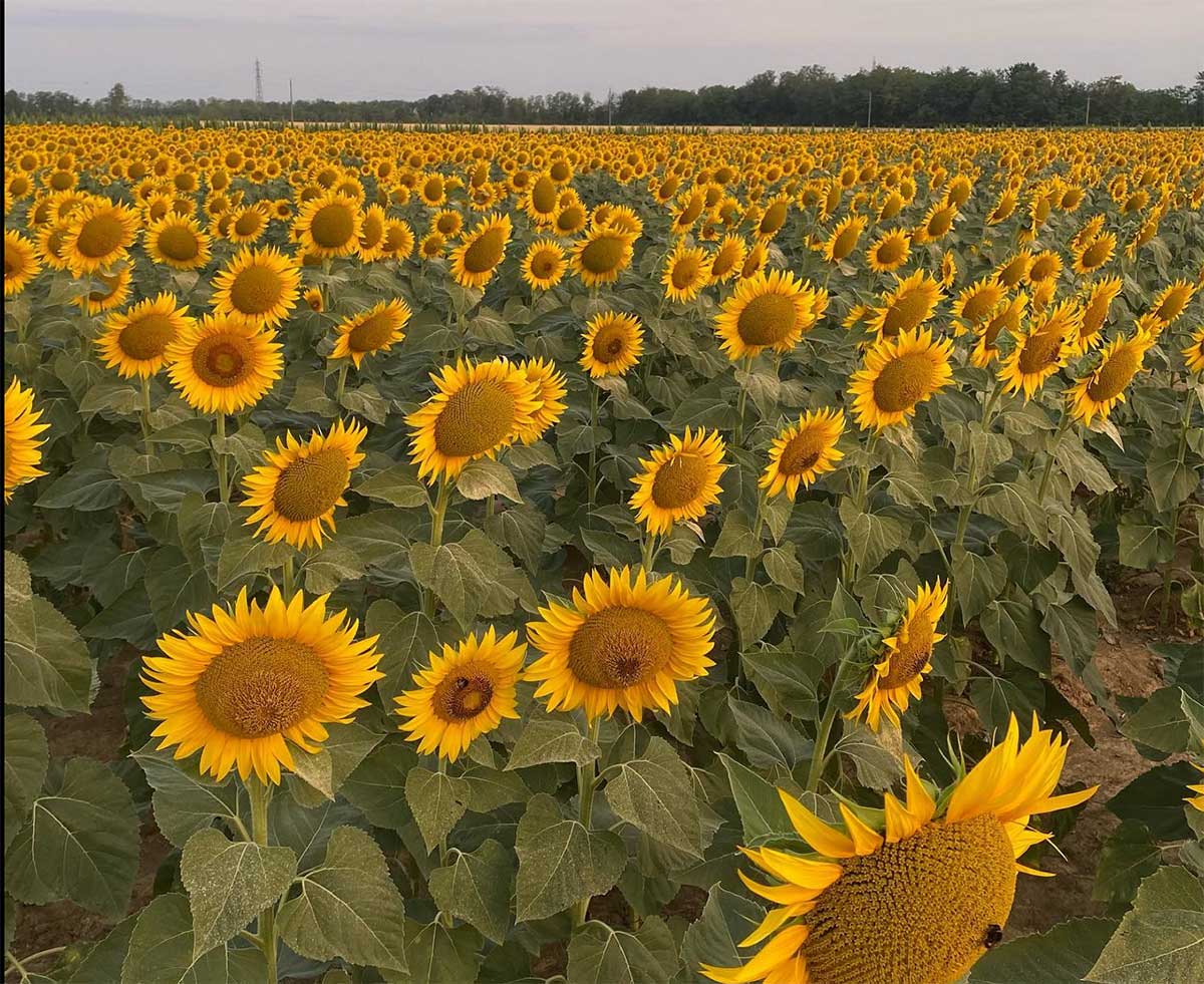 labirinto girasoli 