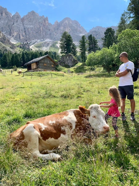 mucche al pascolo
