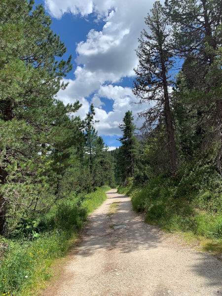 sentiero nel bosco