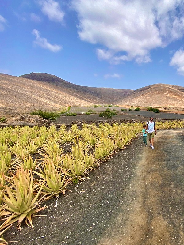 campo di aloe lanzarote