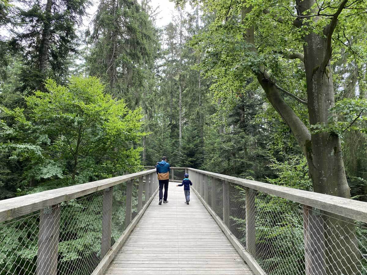 sentiero sugli alberi cosa vedere nella foresta nera