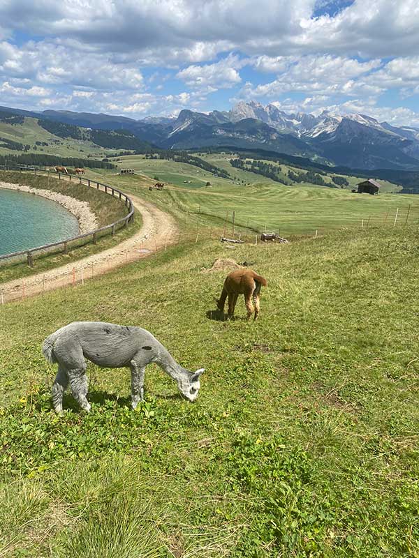 malghe Alpe di Siusi Rifugio Edelweiss