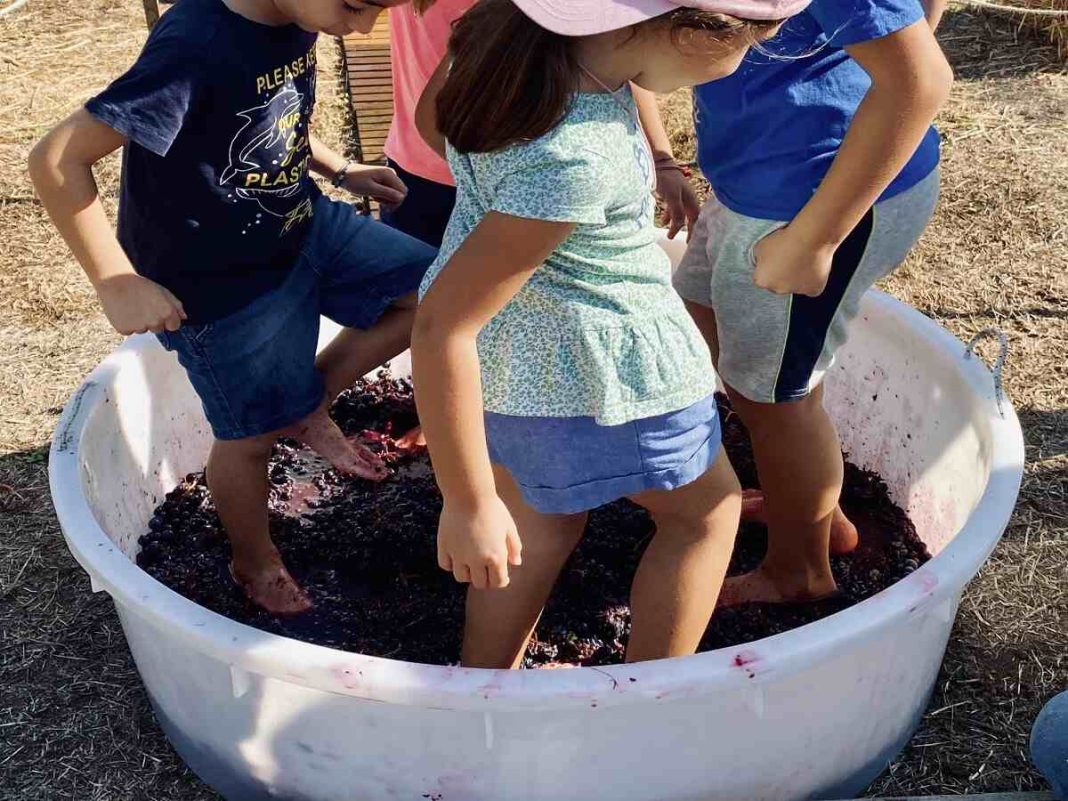 vendemmia con i bambini in campania