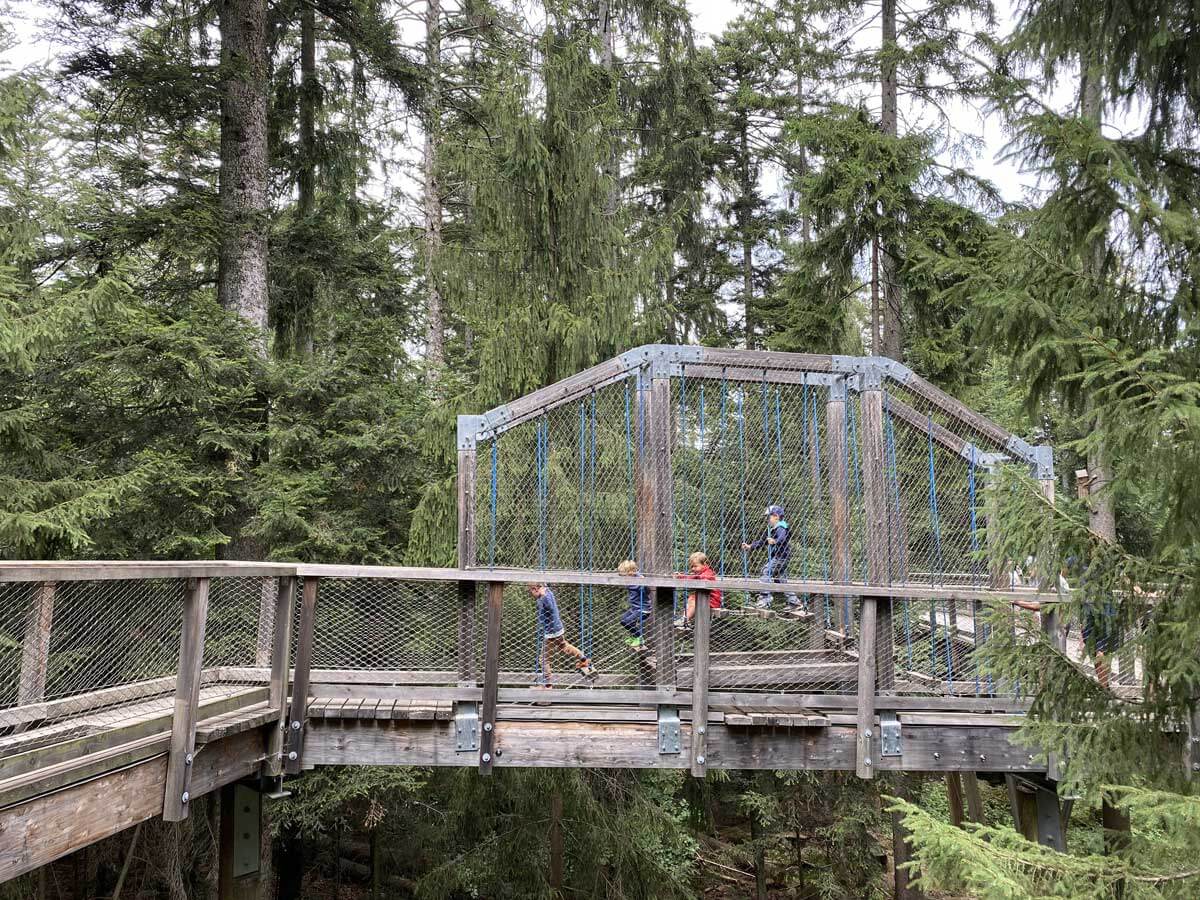 camminare tra gli alberi foresta nera