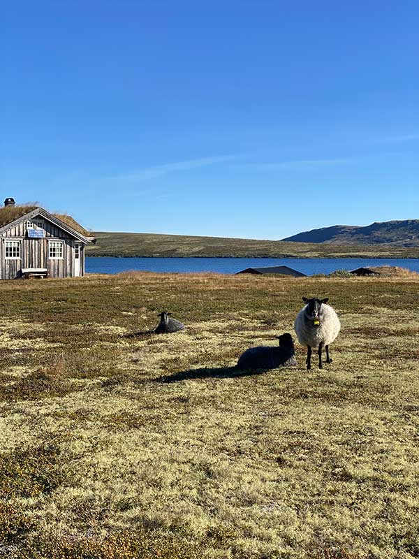 lago Orkelsjoen