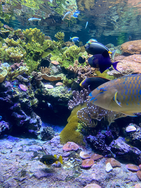 pesci e coralli colorati nella vasca tropicale