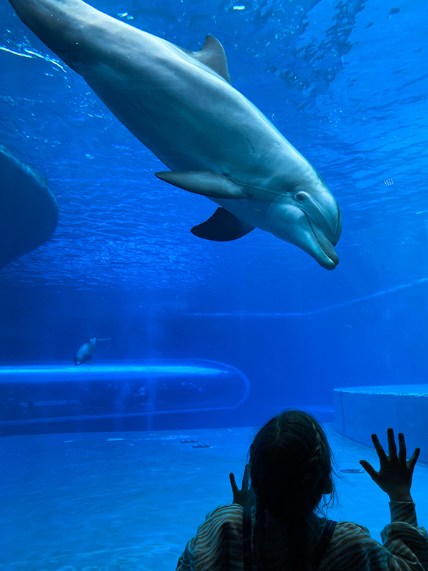 Bambina appoggiata alla vasca dei delfini