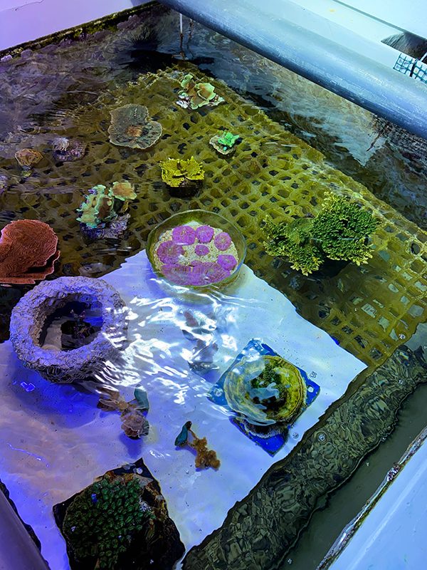 vasca di crescita dei coralli