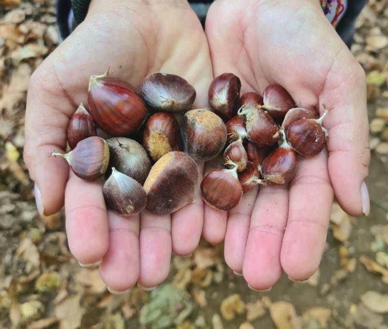 Dove raccogliere le castagne nel Lazio