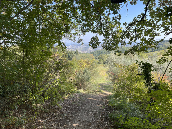 scorcio nel bosco