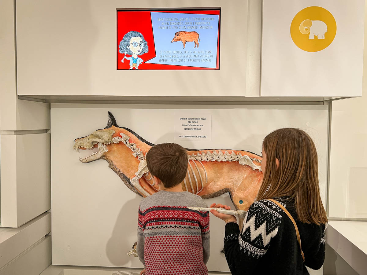 bambini giocano con le ossa di un lupo da ricomporre 