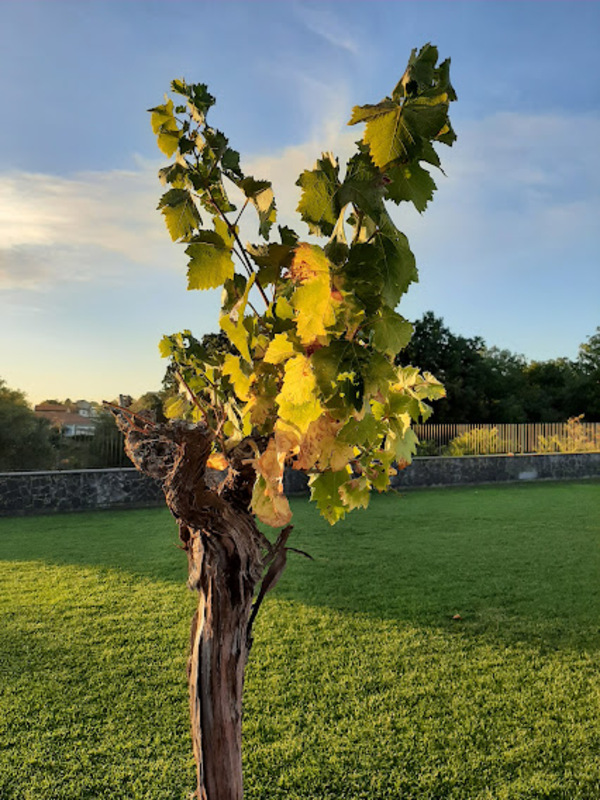 vigna sull'etna