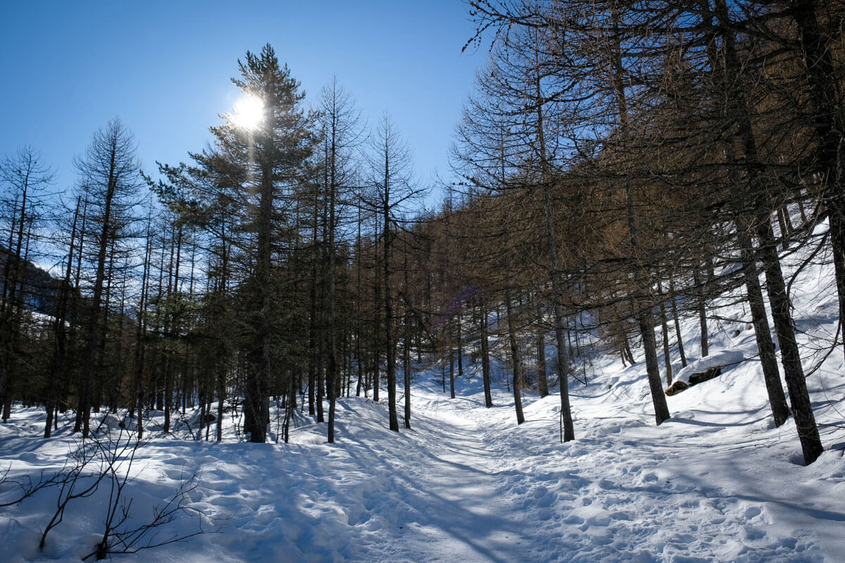 percorso pedonale nel bosco a Pragelato 