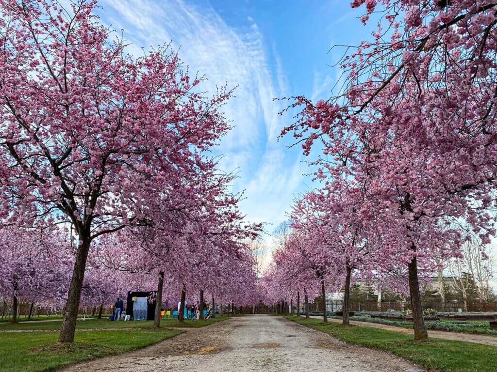 Stucco In Pasta Per Legno Veleca Colore Ciliegio 250 Gr - Foto 14