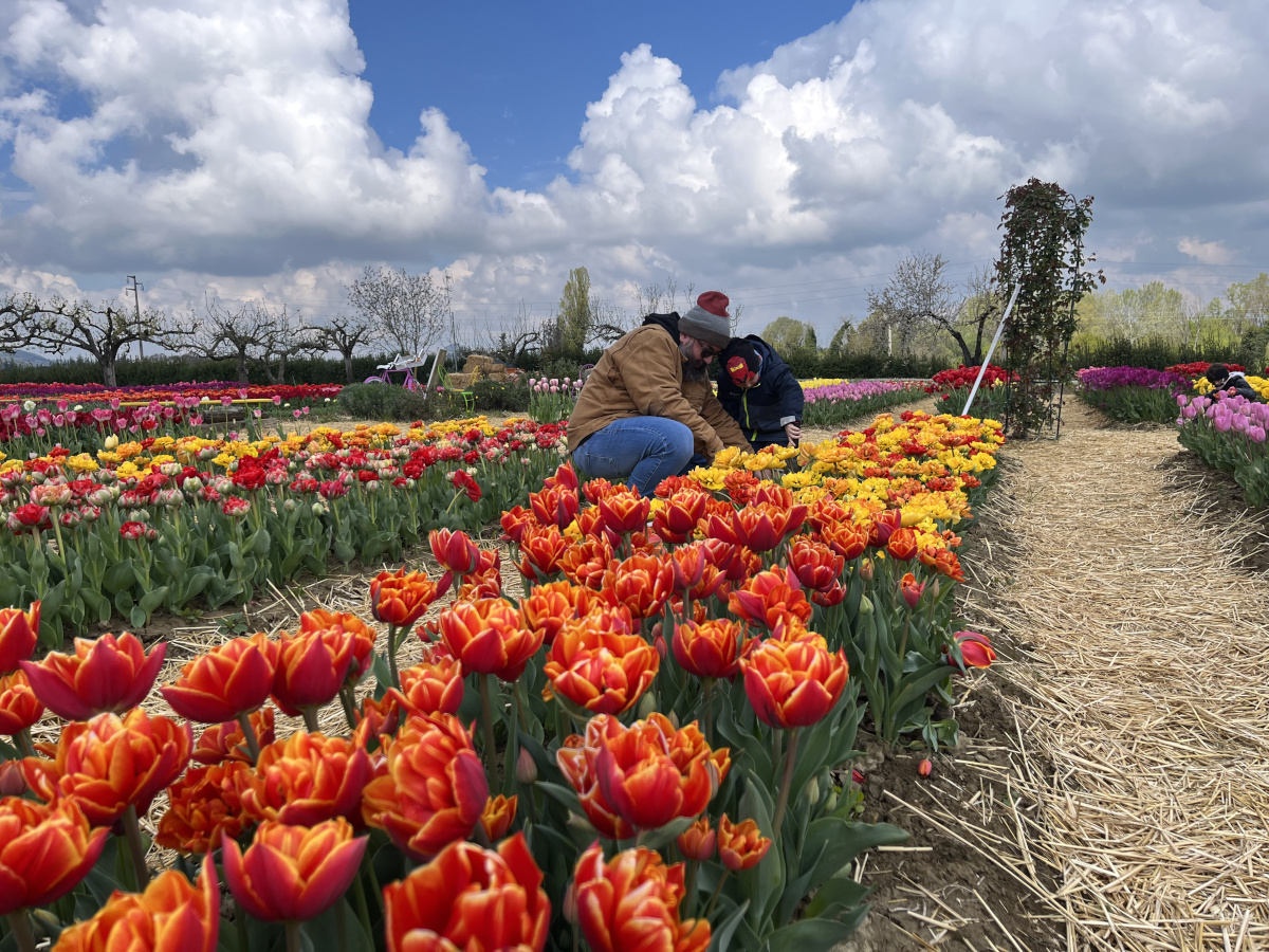 papà e bambini raccolgono tulipani