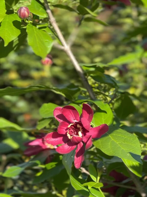 fiore rosa nel giardino botanico Spinarosa