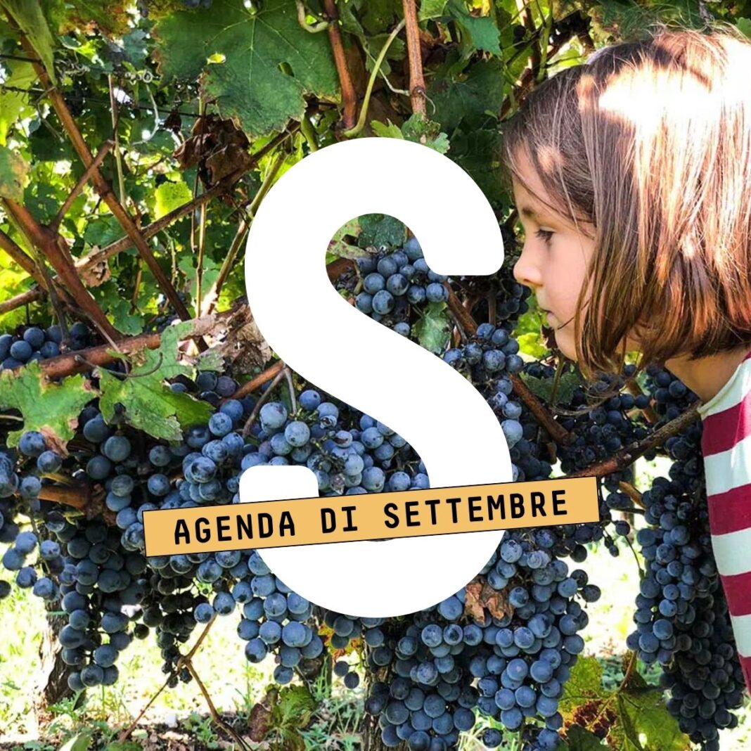 bimba davanti a grappoli d'uva nella vendemmia di settembre