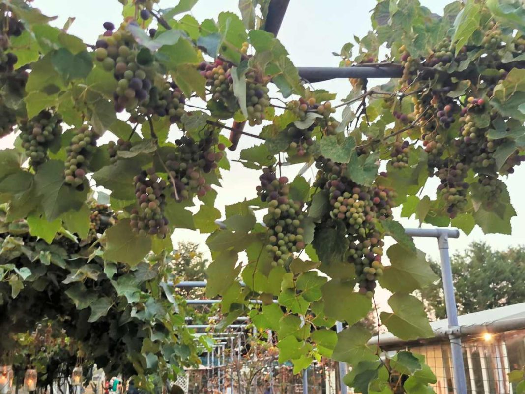 uva sui filari pronta per la vendemmia in emilia romagna