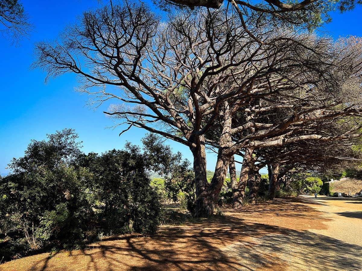 sentiero ciclabile a Porquerolles. Alberi molto scenografici