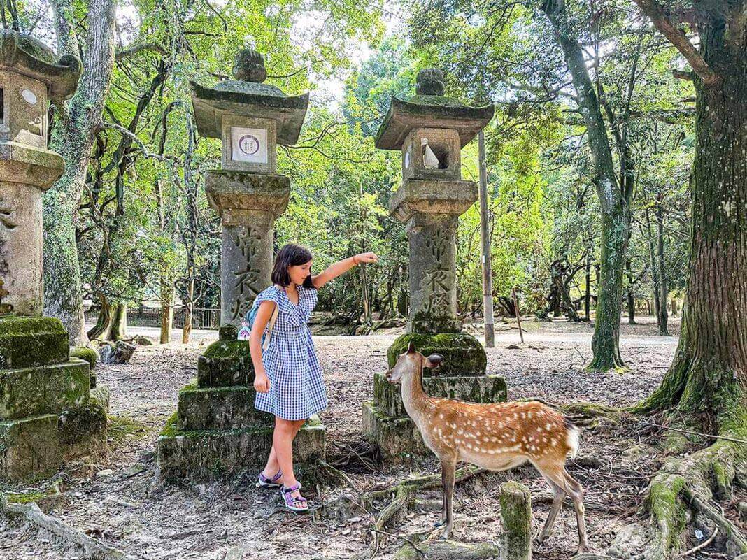 cosa fare a Nara con i bambini cerbiatti
